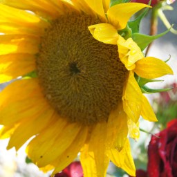 Dog Days of Summer, Sunflowers, and Cookies